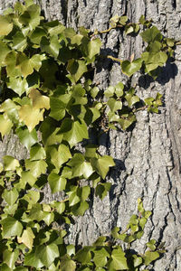 Close-up of ivy growing on tree trunk against wall