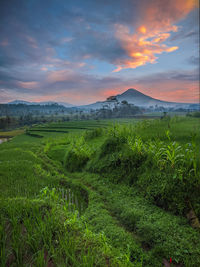 
sunrise in rice fields