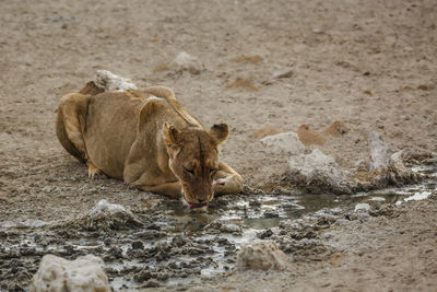 Lioness drinking water