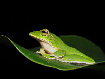 Close-up of frog on leaf against black background