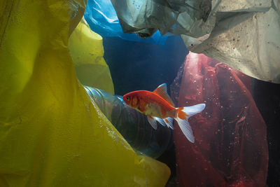 Fish swimming in sea