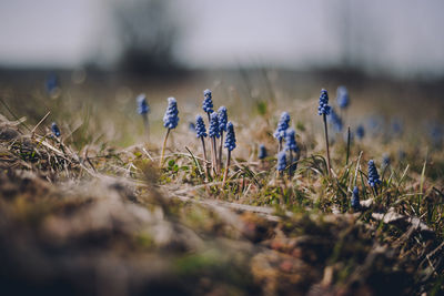 Close-up of purple flowers on field