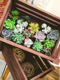 High angle view of potted plants on table