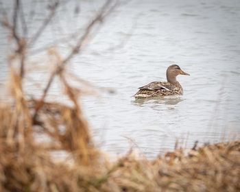 Duck in a lake