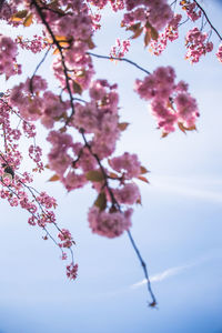 Close-up of cherry blossoms against sky