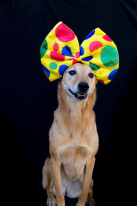 High angle portrait of dog against black background