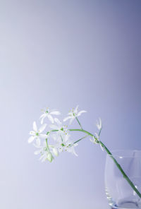 Close-up of white flowering plant against blue sky