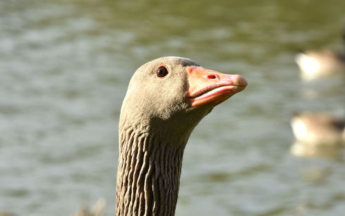 Close-up of duck in lake