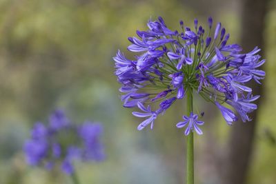 Close-up of purple flowering plant in park