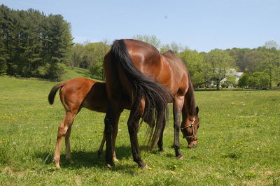 Horses grazing in a field