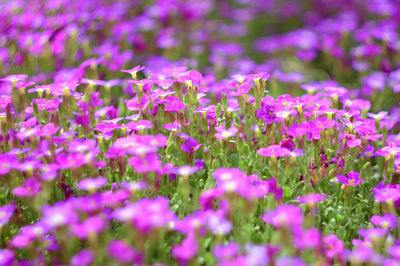 Close-up of purple flowering plants on field