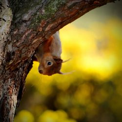 Squirrel on tree trunk in forest