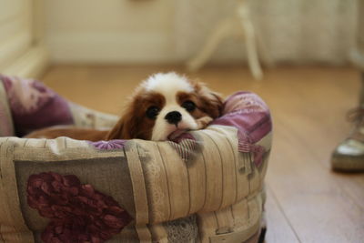 Close-up of puppy relaxing at home