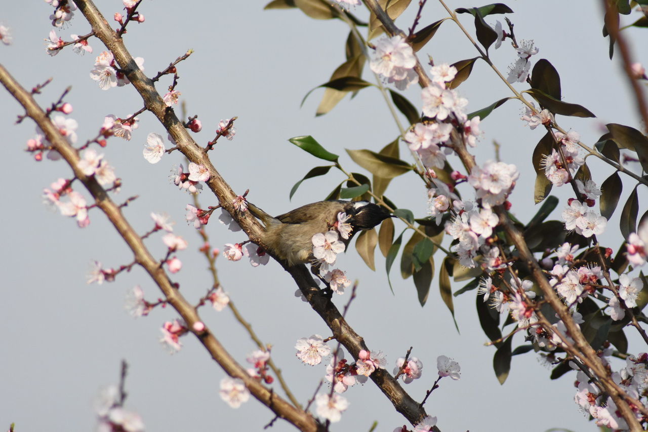 LOW ANGLE VIEW OF CHERRY BLOSSOMS ON TREE