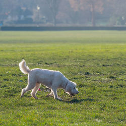 Side view of sheep on field