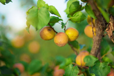 Close-up of fruits growing on tree