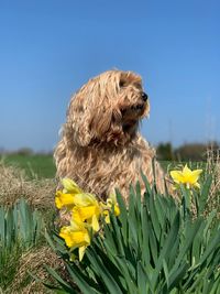 Close-up of dog on yellow flower against clear sky