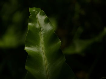 Close-up of green leaves