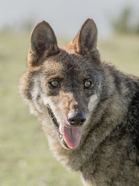 The wolf canis lupus is a member of the mammalian order known as carni