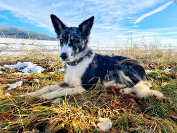 Portrait of dog on field