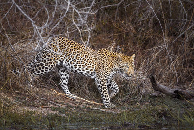 Full length of a cat