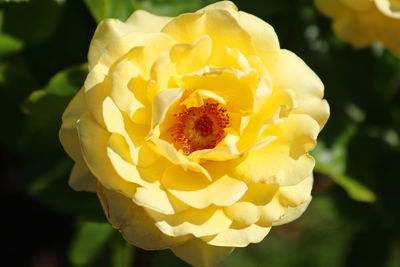 Close-up of yellow rose flower