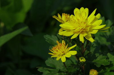 Close-up of yellow flowering plant