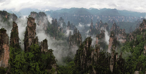 Panoramic view of trees in forest against sky