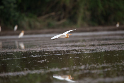 Seagull flying over lake