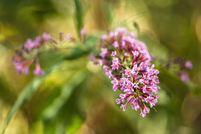 Close-up of pink flowers in park