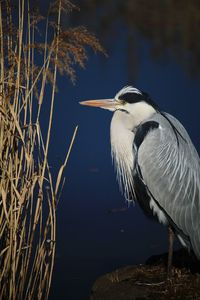 Close-up of heron perching on plant
