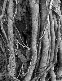 Full frame shot of tree trunk