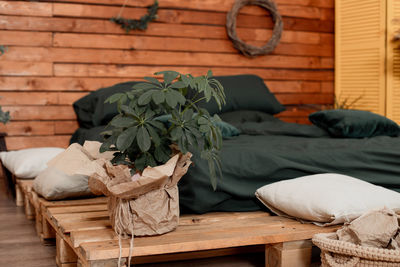 Potted plants on table against wall