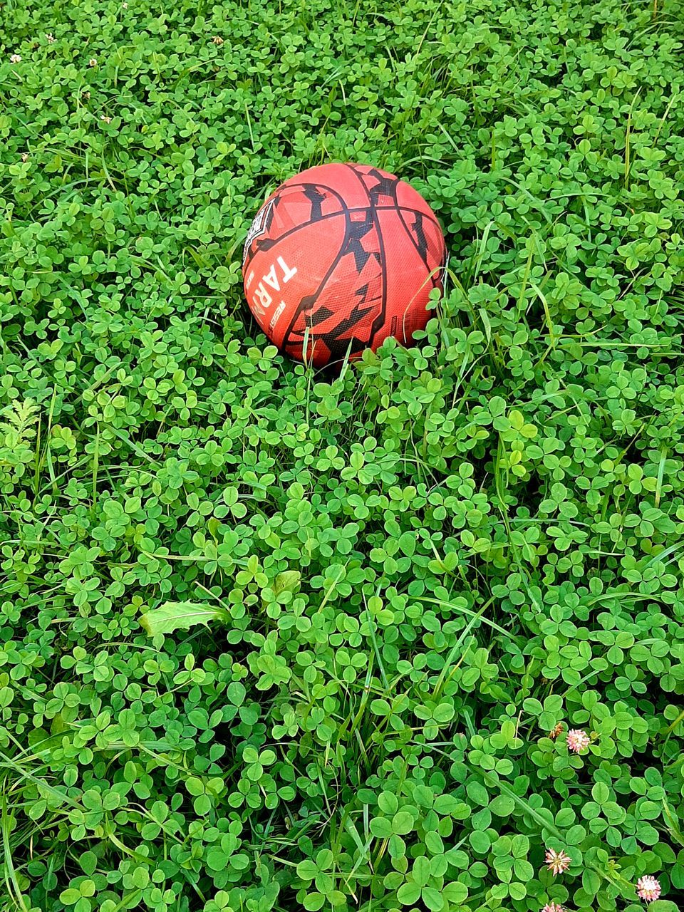 HIGH ANGLE VIEW OF BALL ON PLANT