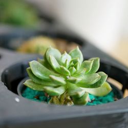Close-up of succulent plant