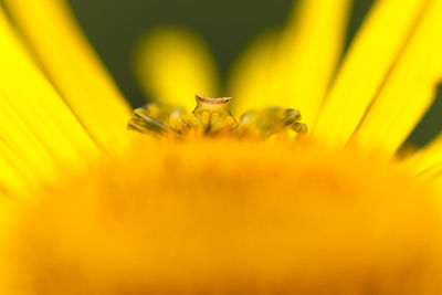 Close-up of insect on yellow flower