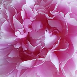 Close-up of pink flower