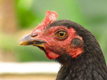 Close-up of a bird