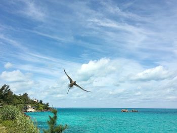 Bird flying by sea against sky