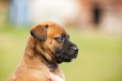 Close-up of a dog looking away