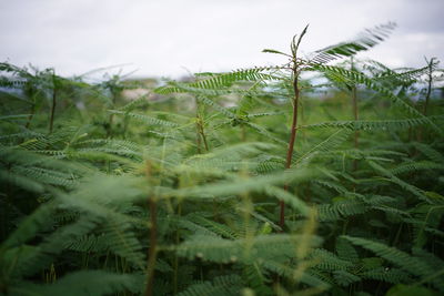 Close-up of fern on field against sky