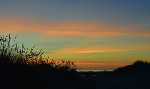 Silhouette of trees at sunset