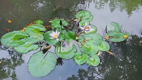 Lotus water lily in pond