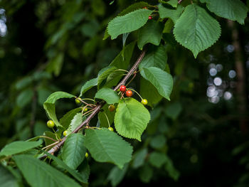 Cherry fruit on tree 