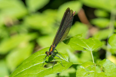 Close-up of insect on plant