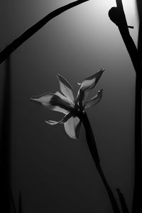 Close-up of white flowering plant