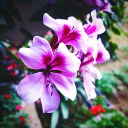 Close-up of purple flowers blooming