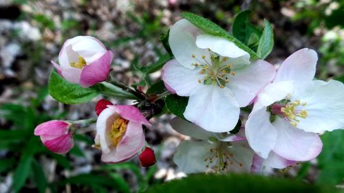 Close-up of white flowers