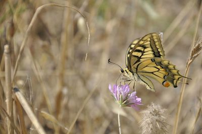 Close-up of butterfly pollinating on purple flower