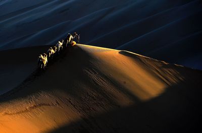 Silhouette man walking with bactrian camels at desert during sunset